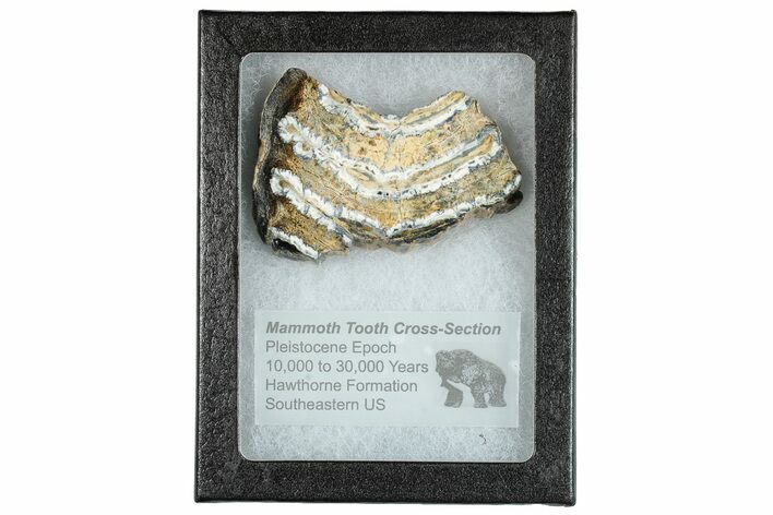 Mammoth Molar Slice With Case - South Carolina #291171